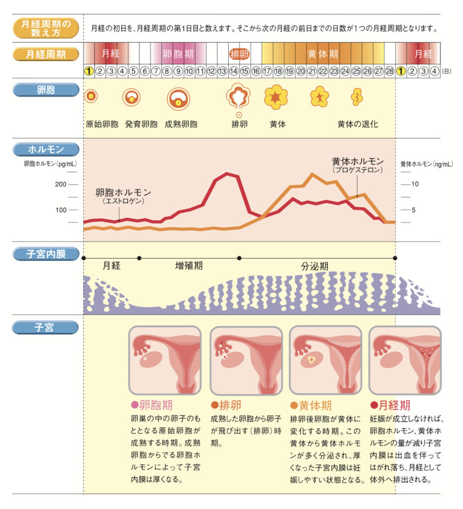 婦人科診療|月経異常